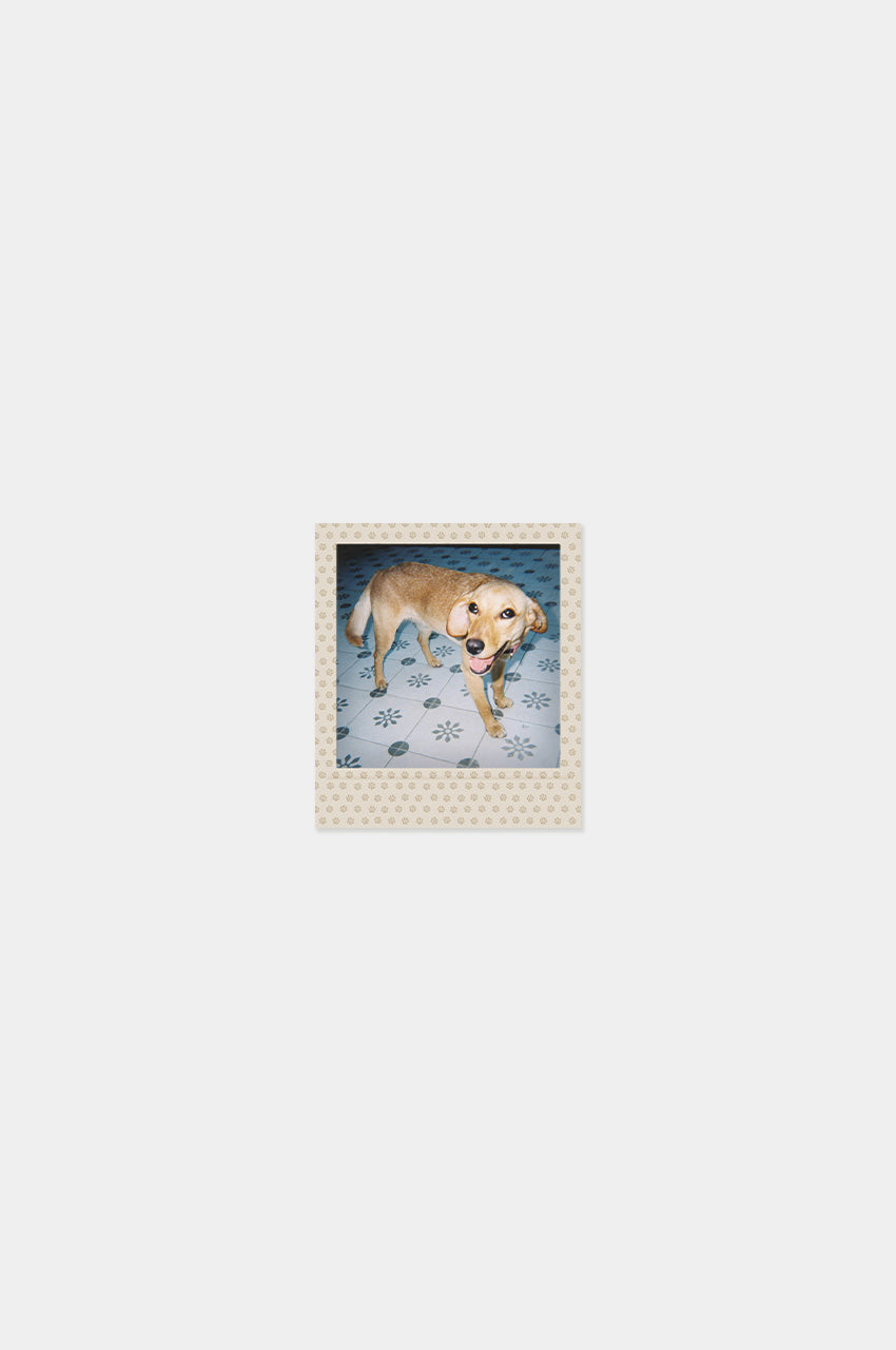 Imán Square Look Perrito Edition