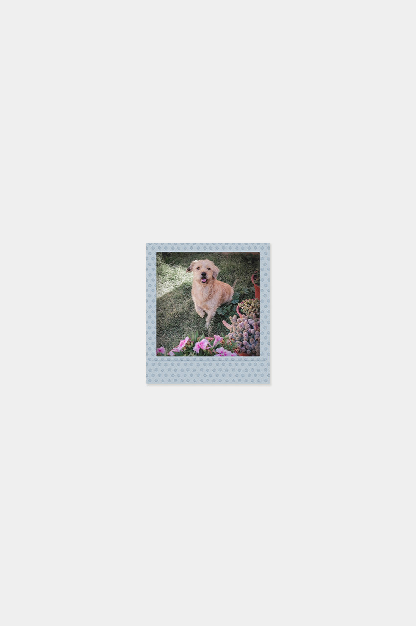 Imán Square Look Perrito Edition