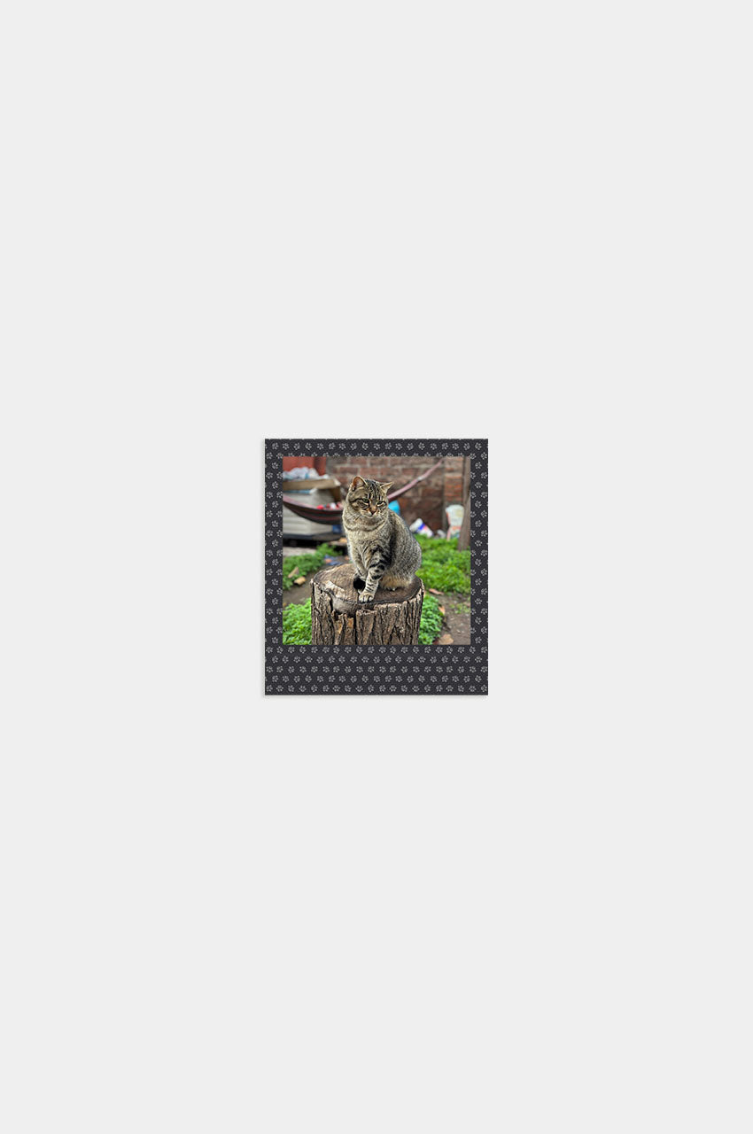 Foto Square Look Gatito Edition