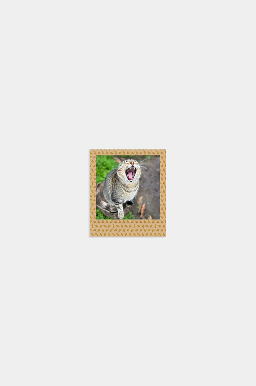 Foto Square Look Gatito Edition