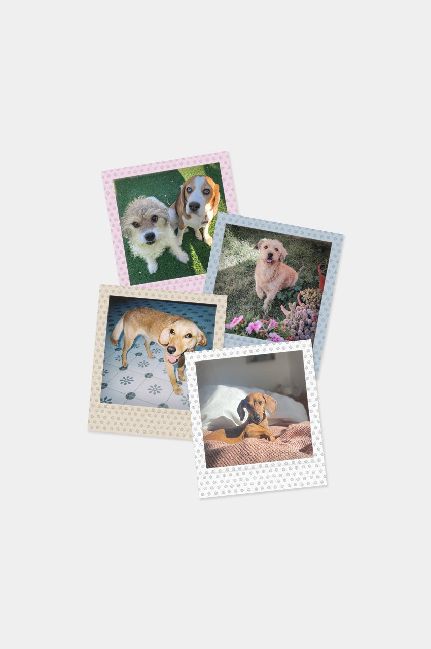 Imán Square Look Perrito Edition