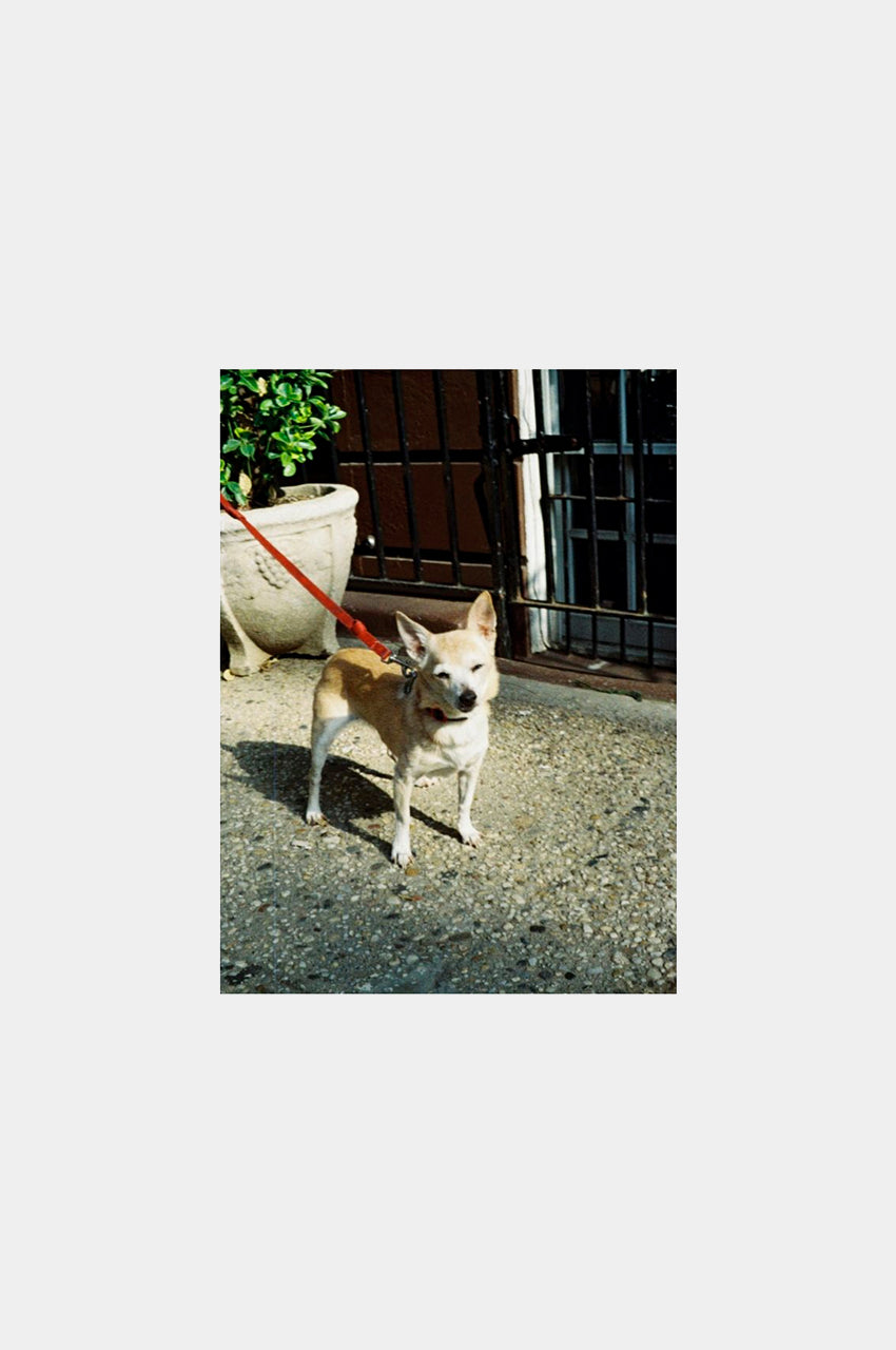 Lomography Tiger CN 200 110