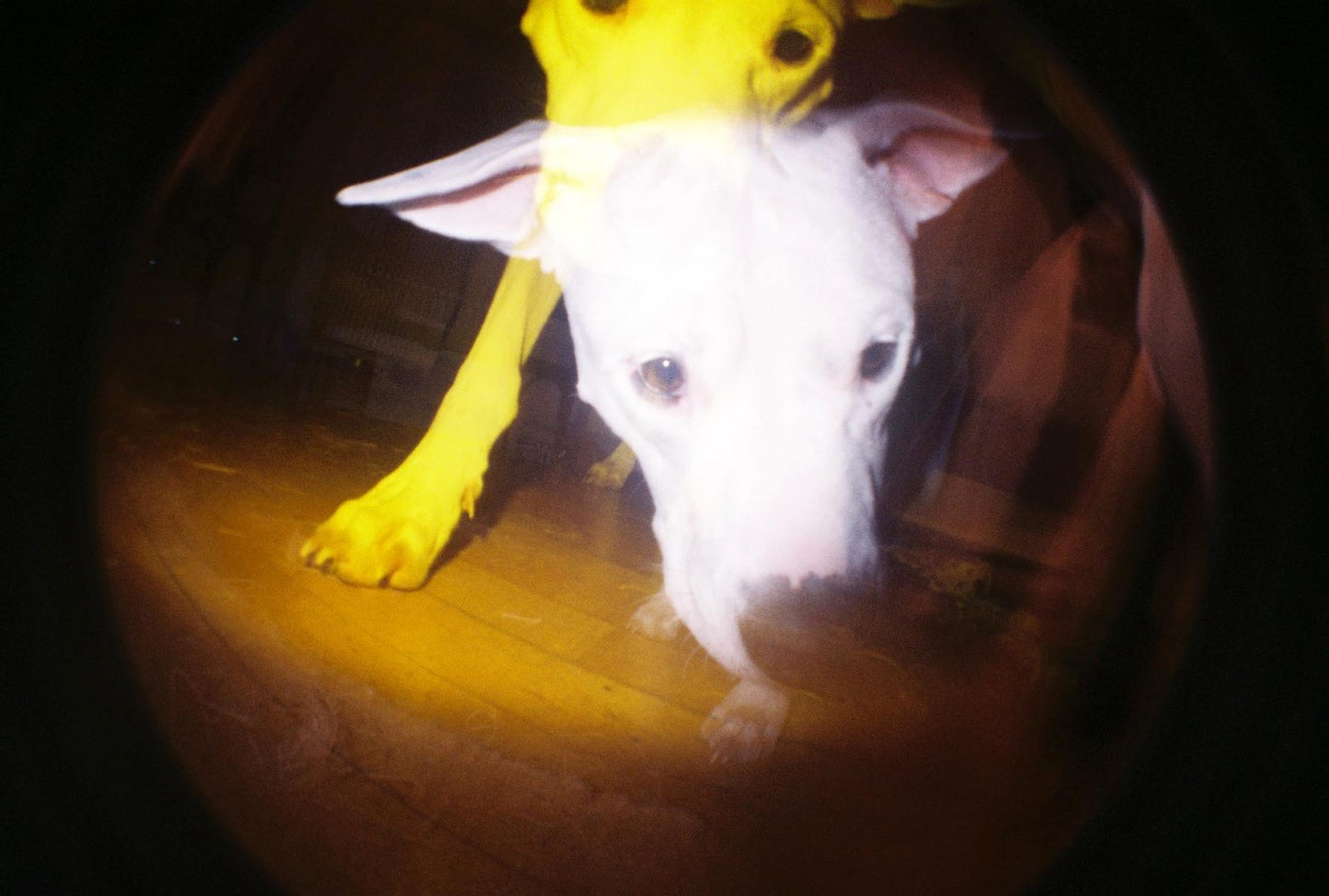 Fisheye 2 Clasico