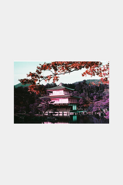 LomoChrome Purple Pétillant Edition 35mm