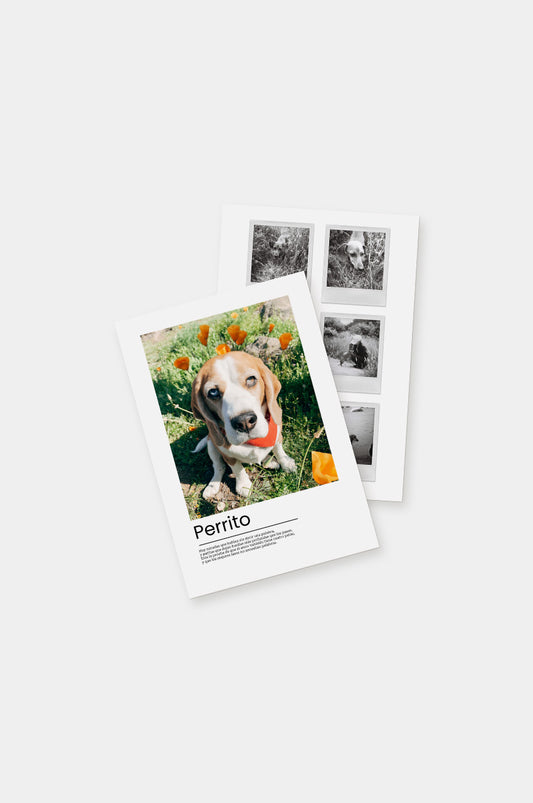 Poster Perrito 21x30