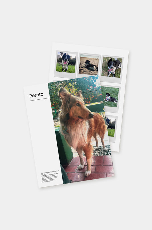 Poster Perrito 30x40