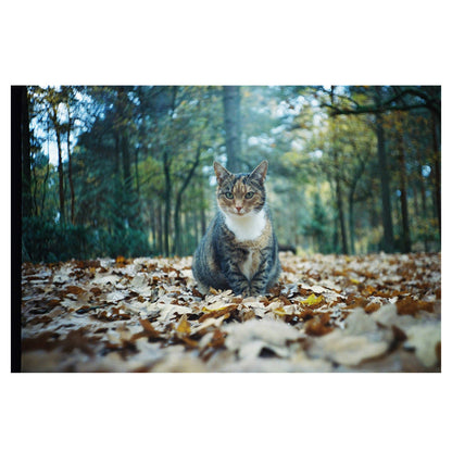 Kodak Portra 400 35mm