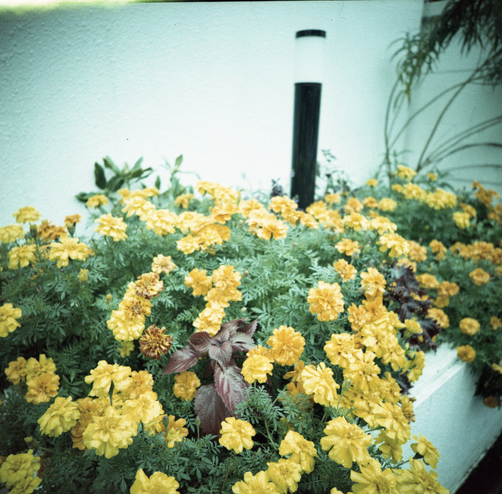 Lomochrome Metropolis 120
