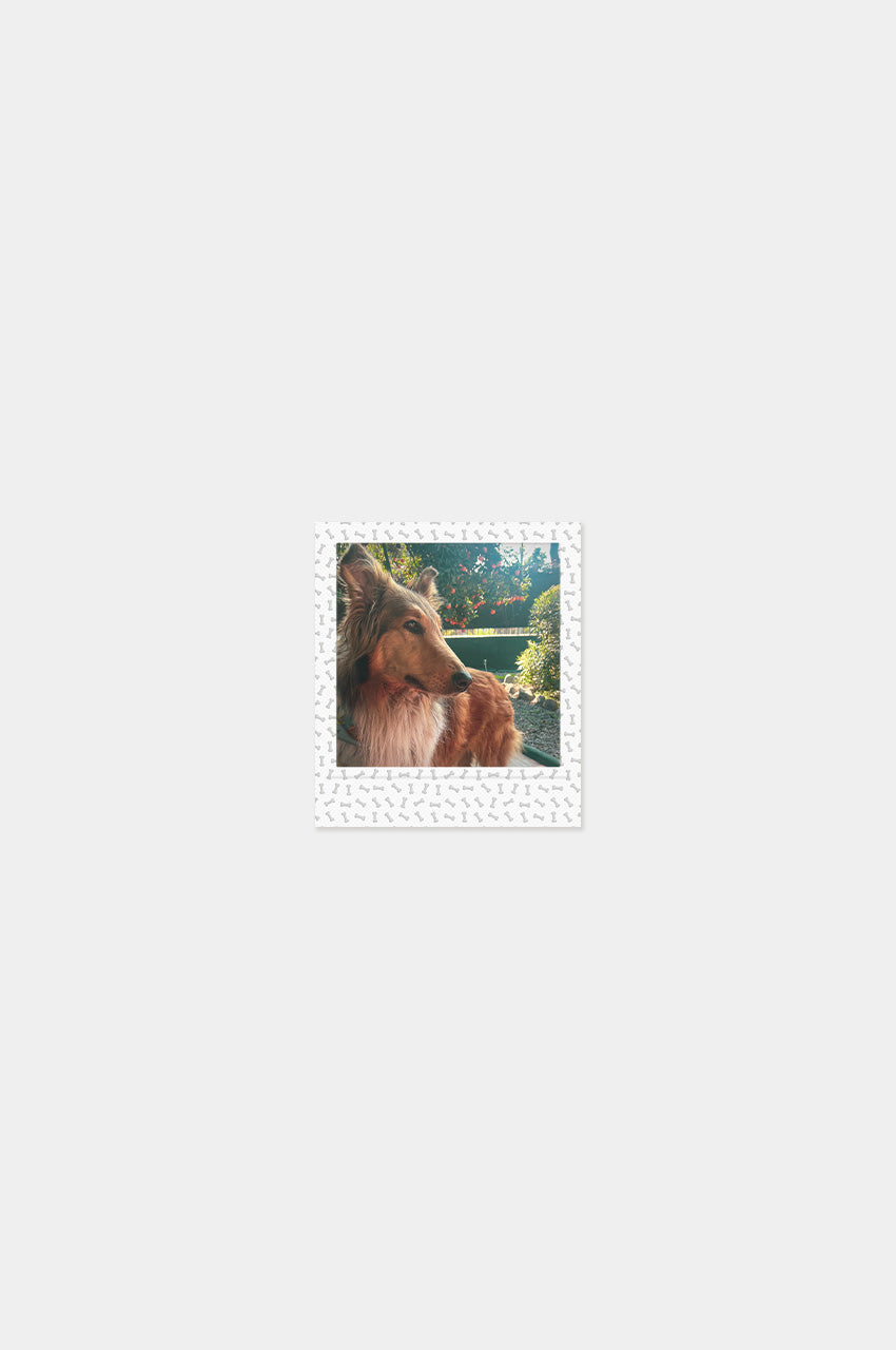 Foto Square Look Perrito Edition