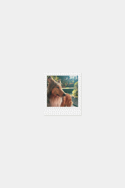 Foto Square Look Perrito Edition