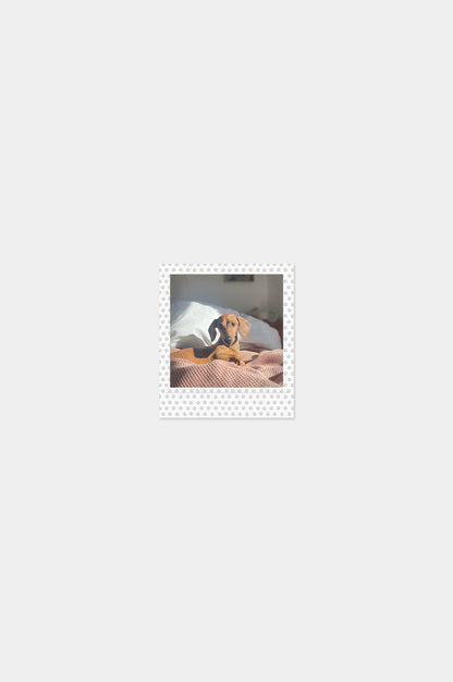 Foto Square Look Perrito Edition