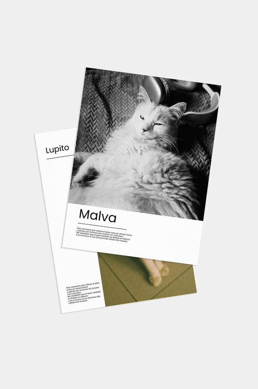 Poster Gatito 30x40