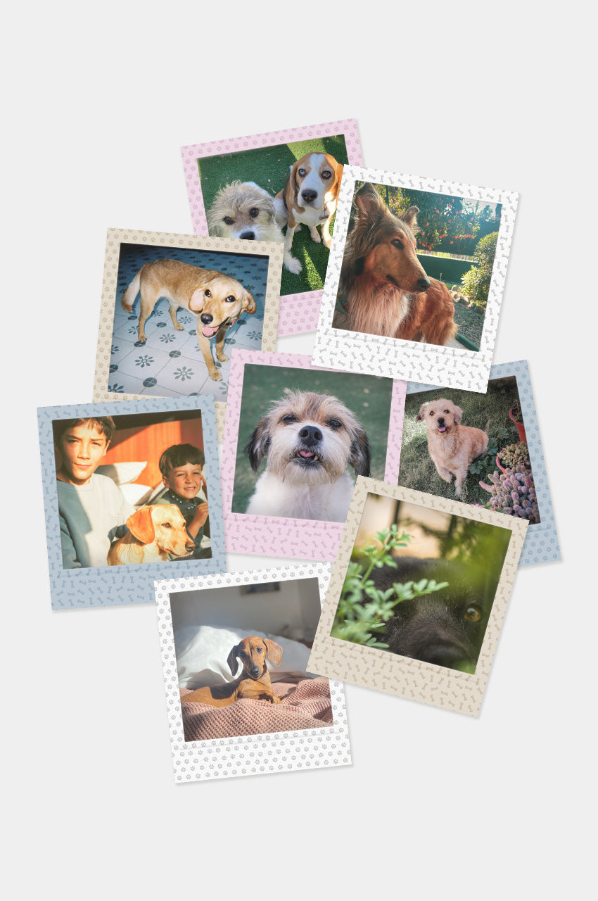 Foto Square Look Perrito Edition